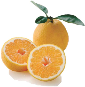͓ӊ